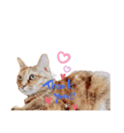 ねこの写真すたんぷ(=^x^=)（個別スタンプ：3）