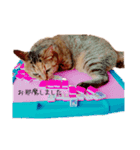 ねこの写真すたんぷ(=^x^=)（個別スタンプ：5）