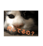 やんくんです（個別スタンプ：11）