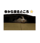 やんくんです（個別スタンプ：14）