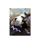 やんくんです（個別スタンプ：16）