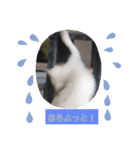 瑠璃にゃん（個別スタンプ：12）