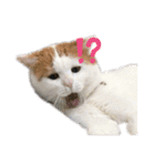 愛猫ちーこスタンプ（個別スタンプ：1）