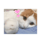 愛猫ちーこスタンプ（個別スタンプ：2）