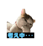 愛猫ちーこスタンプ（個別スタンプ：3）