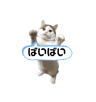 愛猫ちーこスタンプ（個別スタンプ：6）