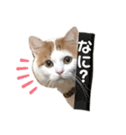 愛猫ちーこスタンプ（個別スタンプ：9）