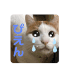 愛猫ちーこスタンプ（個別スタンプ：11）