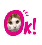 愛猫ちーこスタンプ（個別スタンプ：12）