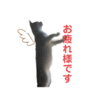 愛猫ちーこスタンプ（個別スタンプ：14）