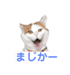 愛猫ちーこスタンプ（個別スタンプ：16）