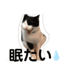 やんくん（個別スタンプ：1）