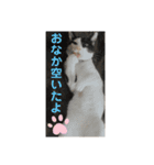 やんくん（個別スタンプ：2）