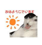 やんくん（個別スタンプ：11）