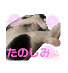 やんくん（個別スタンプ：15）