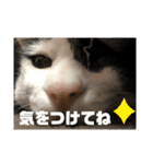 やんくん（個別スタンプ：16）