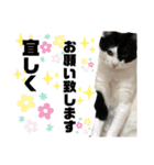 やんくん（個別スタンプ：20）