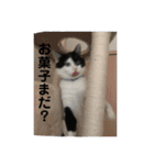 やんくん（個別スタンプ：23）