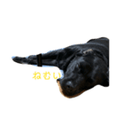 黒毛のアンとノン（個別スタンプ：7）