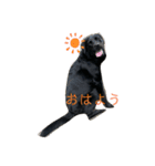 黒毛のアンとノン（個別スタンプ：9）