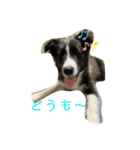 黒毛のアンとノン（個別スタンプ：13）