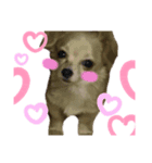 sherichan stamp❥︎（個別スタンプ：5）