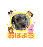 チワプーのぐり（個別スタンプ：4）
