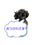 チワプーのぐり（個別スタンプ：14）