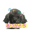 チワプーのぐり（個別スタンプ：15）