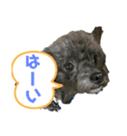 チワプーのぐり（個別スタンプ：16）