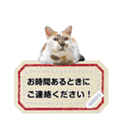 三毛猫すっぴーのメッセージスタンプ（個別スタンプ：23）