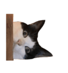 ムサまる水産2（個別スタンプ：1）
