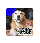 ゴールデンさくらの日々❹（個別スタンプ：1）
