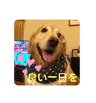 ゴールデンさくらの日々❹（個別スタンプ：2）