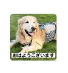 ゴールデンさくらの日々❹（個別スタンプ：3）