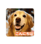 ゴールデンさくらの日々❹（個別スタンプ：4）