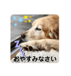 ゴールデンさくらの日々❹（個別スタンプ：5）