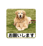 ゴールデンさくらの日々❹（個別スタンプ：6）