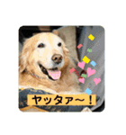ゴールデンさくらの日々❹（個別スタンプ：7）