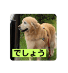 ゴールデンさくらの日々❹（個別スタンプ：8）