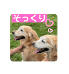 ゴールデンさくらの日々❹（個別スタンプ：10）