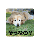 ゴールデンさくらの日々❹（個別スタンプ：11）