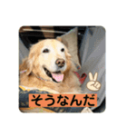 ゴールデンさくらの日々❹（個別スタンプ：13）