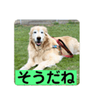 ゴールデンさくらの日々❹（個別スタンプ：14）