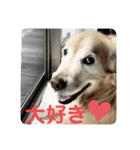 ゴールデンさくらの日々❹（個別スタンプ：15）