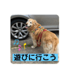 ゴールデンさくらの日々❹（個別スタンプ：16）
