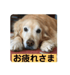 ゴールデンさくらの日々❹（個別スタンプ：17）