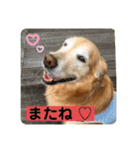 ゴールデンさくらの日々❹（個別スタンプ：18）
