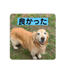 ゴールデンさくらの日々❹（個別スタンプ：19）
