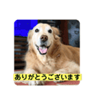 ゴールデンさくらの日々❹（個別スタンプ：20）